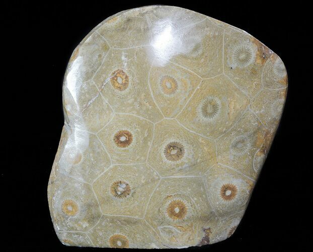 Free-Standing Polished Fossil Coral (Actinocyathus) Display #69362